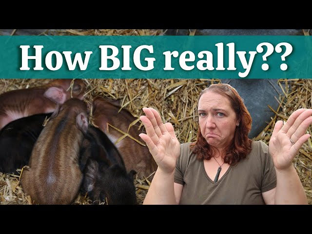 How Big Do Kunekune Pigs Grow