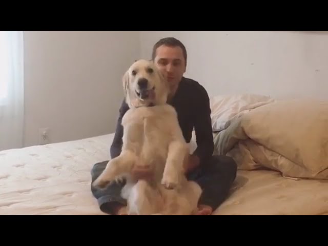 Dog Does Trust Fall