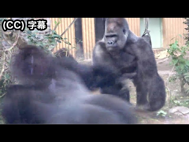 Son Gorilla dangerously provoking Silverback . Gentaro｜Momotaro family