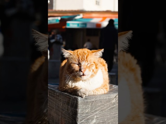 / 500 - Istanbul Through the Lens - Orange 🐱 #cat #streetphotography #travel #photography