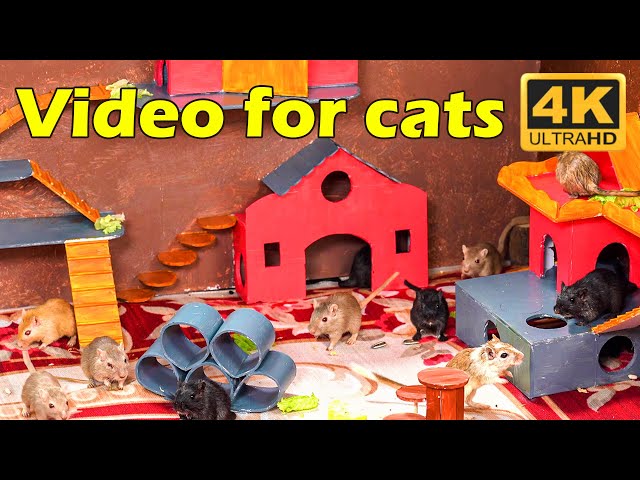 Cat TV: The Secret World of Cats and Mice – Captured Beautifully in 4K UHD! | Catflix