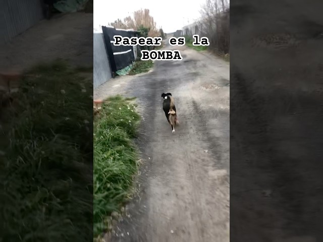 Pasear es la Bomba #shorts #dog #doglover #humor #cat #youtube #animals #music #love #pets #life