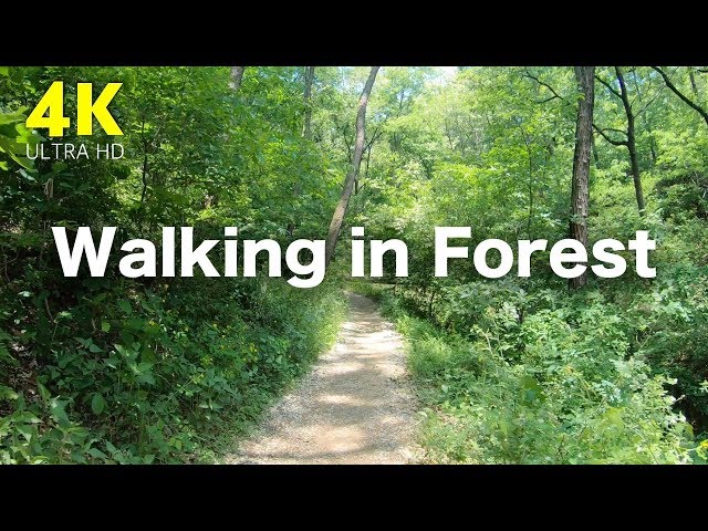 4K Walking in Spring Forest with Nature Sounds, South Korea