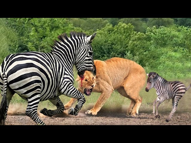 Horror... Angry Mother zebra Killed Lion To Save Her Calf - Wild Animal War 2024