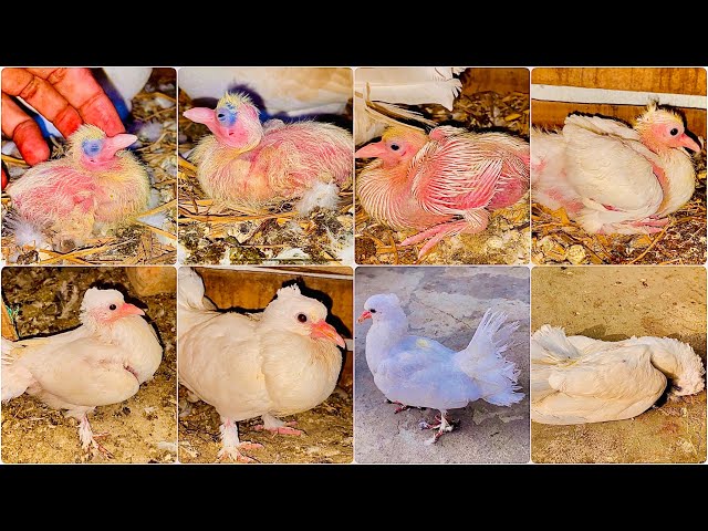 Pigeon Baby Growth Progress Unsuccessful Baby Pigeon Dies After 27 Days | Rare Pigeons