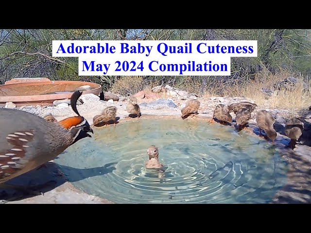 May 2024 Critter Pond Quail Highlights Compilation