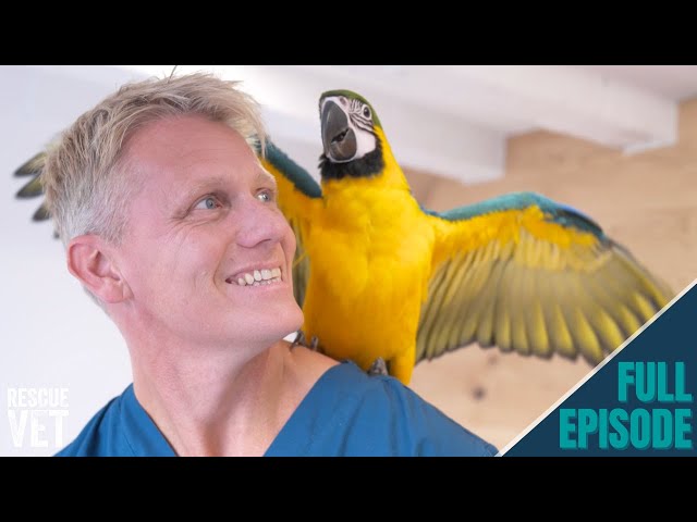 Dr Scott is in love...Microchipping a macaw! | Rescue Vet with Dr Scott Miller