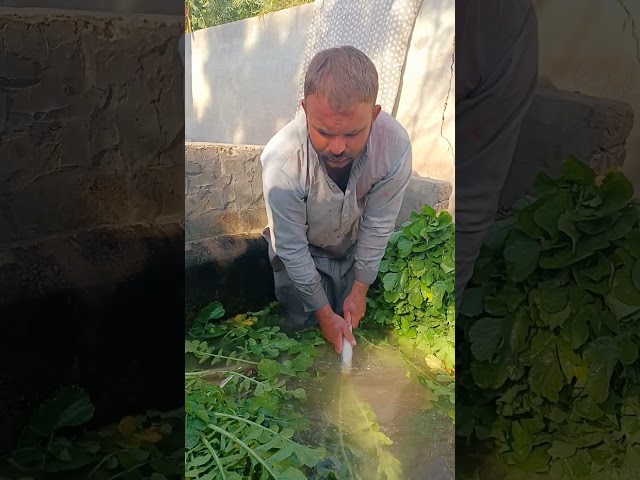 Cleaning Freshly Harvested Turnips | Farm Life Vlog