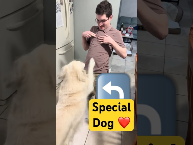 What Makes DOGS So SPECIAL?