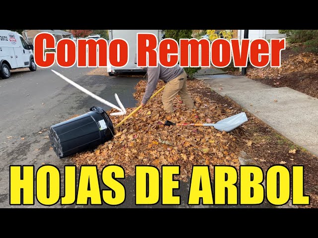 Como Recoger Hojas de Arbol Tu Mismo Fácilmente y Ahorrarte Mucho Dinero Paso a Paso |Hojas de Otoño