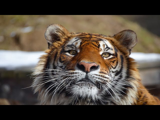 Amazing Scene of Bengal Tigers In 4K - Scenic Relaxation Film