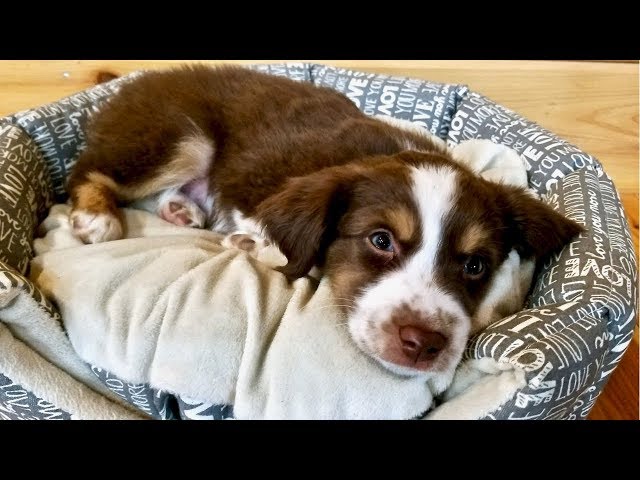 First Day w/Our Australian Shepherd Puppy (Tanner)