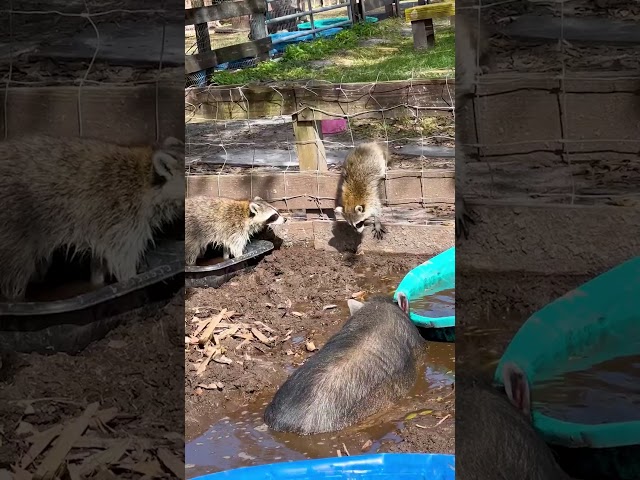 Raccoon Sneaks Into This Pig's Pool | The Dodo