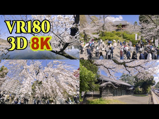 [ 8K 3D VR180 ] 東京・上野公園の桜 2023 Cherry blossoms at Ueno Park in Tokyo