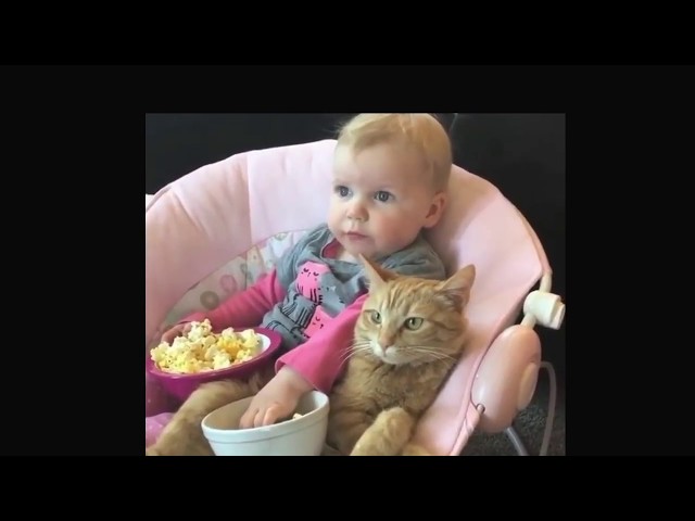 Cute Baby Cats💗Funny Compilation Cute Moment Of The Cats #59| Funny Clips