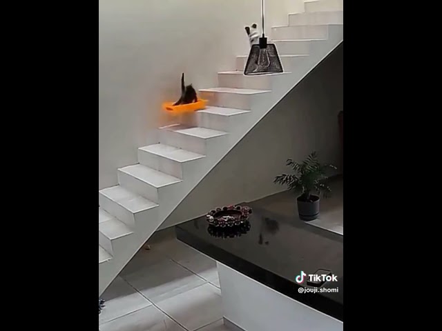 Cats quick way down the stairs