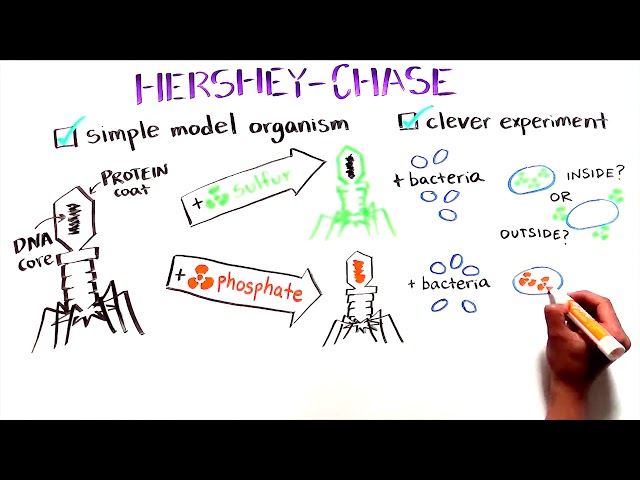 The Hershey and Chase Experiment | Discovery of DNA as the genetic material