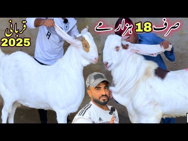 Wali Kareem Goat Farm Heavy Quality bakra Le Aya 😍 || Qurbani 2025 || Bakra Mandi || Goats