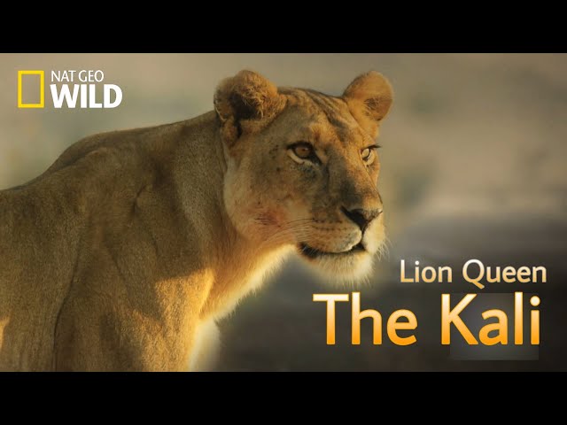 The Kali - Lion Queen [ Lion pride new Documentary 2022 ] - Nat Geo wild.