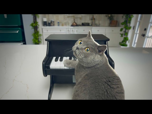 I Taught My Cat to Play Mozart