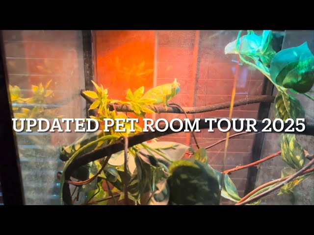 Updated PET ROOM TOUR 2025