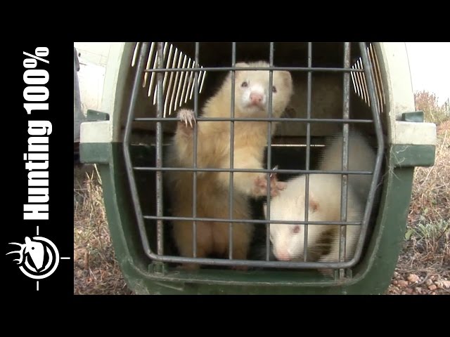 Rabbit Hunting w Ferrets in the South of France