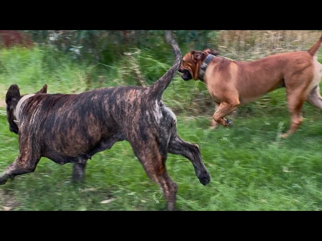 Friday Night Walk 6 Minutes with My Boerboel’s off leash #trending #viralvideo #shortvideo