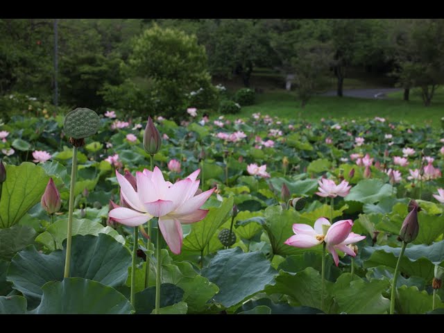 蓮の花　つがの里 #栃木県 #VR180 #3D #8K #タイムラプス #Canon #EOSR5 #RF5.2mm #花 #自然 #oculus