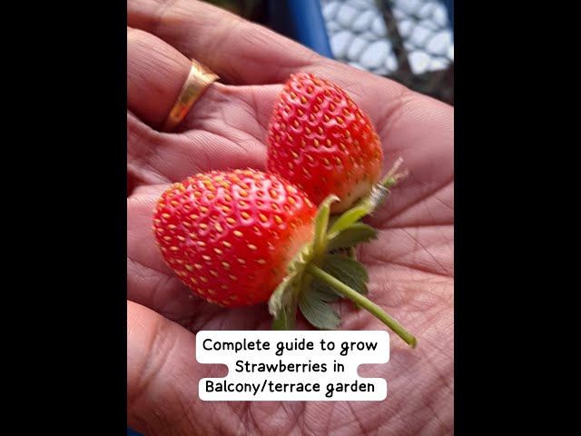 Complete guide to grow strawberries in Balcony/ Terrace garden