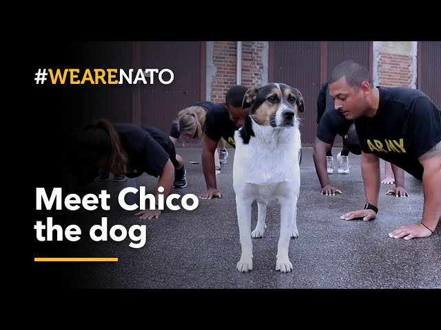 Meet Chico the dog 🐕 - NATO battlegroup Poland's four-legged recruit