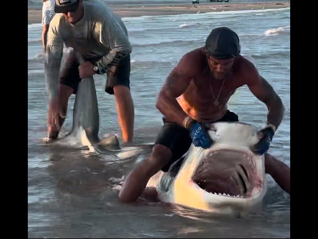 Very healthy female Tiger shark