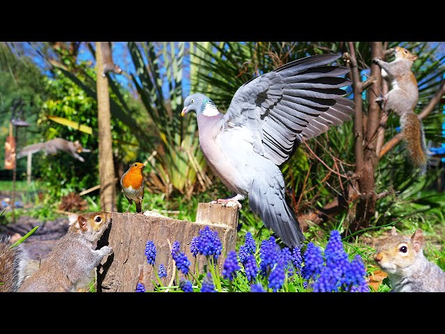 TV for Cats 🕊️ Birds & Squirrels Frolic Amongst the Flowers 🐿️ Videos to Entertain Cats 4K HDR