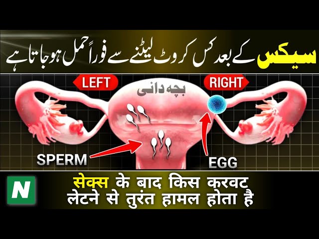 Humbistari K Bad Kis Taraf Laitne se Jaldi Hamal Hota He | Best Tips To Get Pregnant in Urdu/Hindi