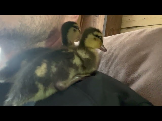 Baby ducks think they are parrots￼