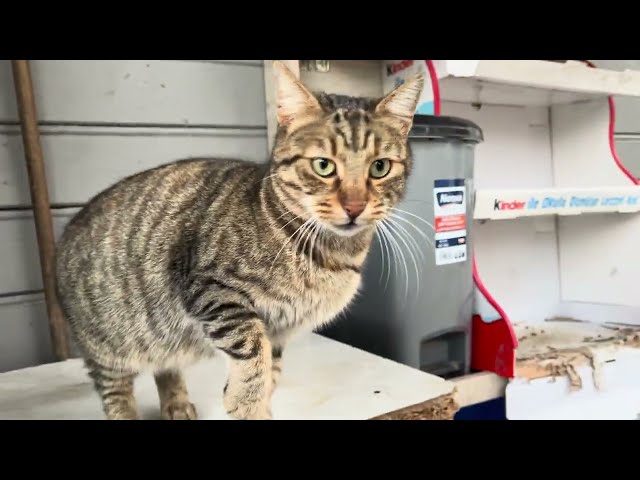 Playful street cat with unusual behaviors