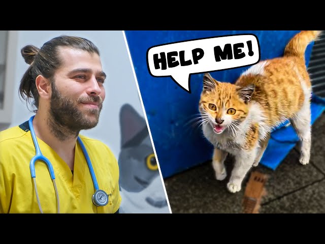 Saving Cold & Hungry Stray Cat! (Alone Kitten Was So Scared!)