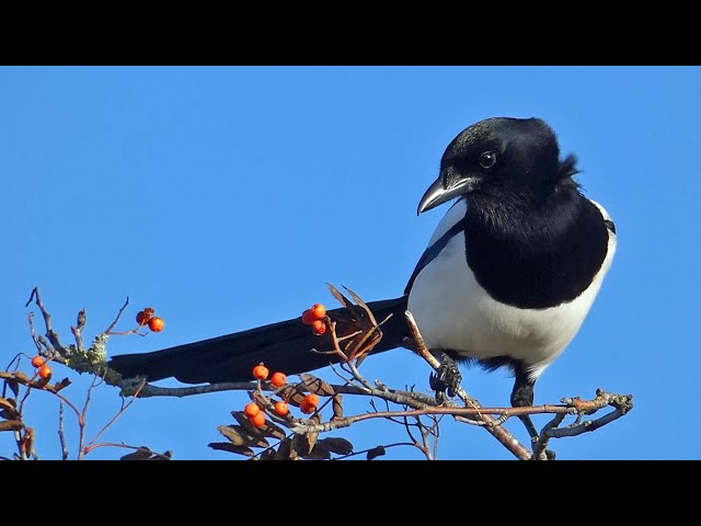 Bird Facts: The Eurasian Magpie