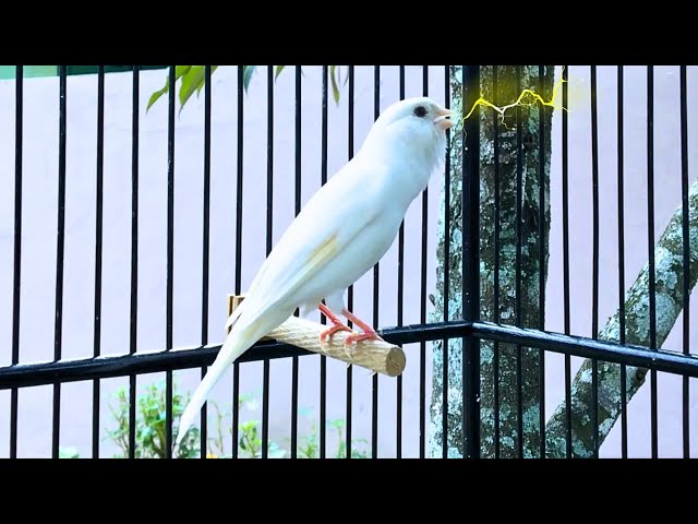 Belgian Canary Tempts All The Canaries to Sing - The Most Magical Training