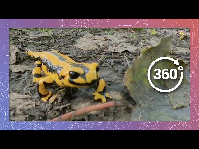 Toxic Fire Salamanders Meander Through the Forest | Wildlife in 360 VR