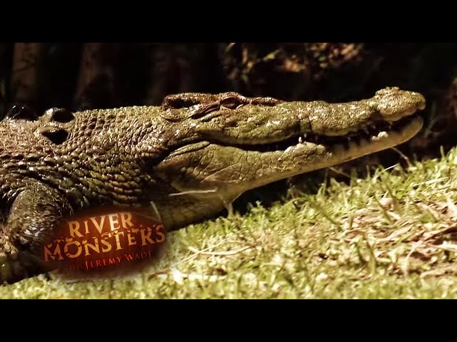 Saltwater VS Freshwater Crocodiles | CROCODILE | River Monsters