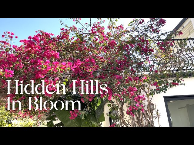 Hidden Hills in Bloom