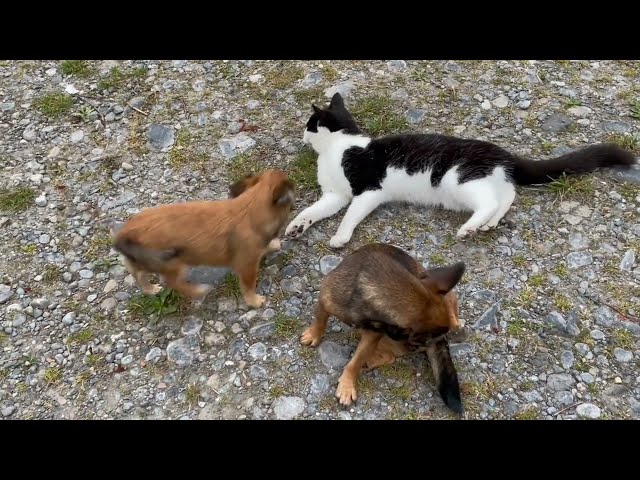 A good morning tussle & tumble between cat Magpie and puppy Java