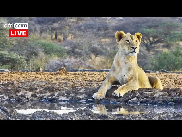 Wild Africa Live - 24/7 LIVE wildlife streams from Africam