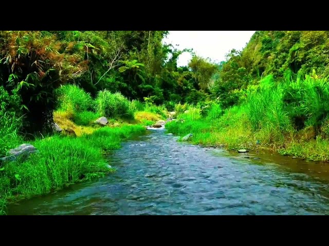 Magical sounds of the forest, Beautiful Water River Sounds, Goodbye Stress to Deep Sleep Instantly