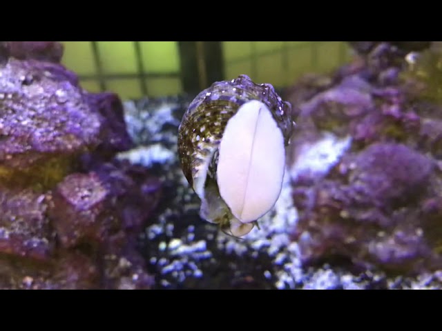 Turbo snail in our Red Sea Reefer 650 Aquarium 2