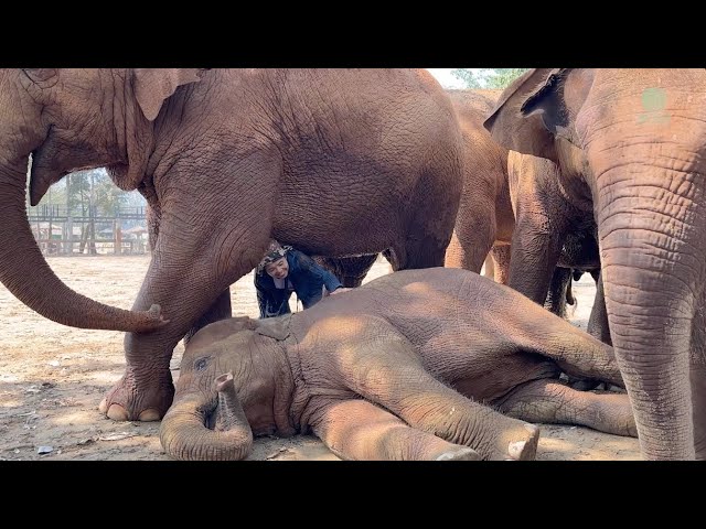 A Lullaby for Elephants: Lek’s Song of Love - ElephantNews