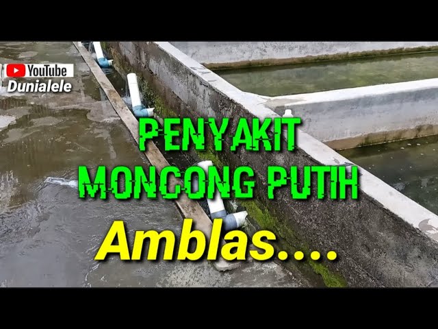 Cara Mengobati Penyakit Moncong Putih, Super Ampuh// Dunialele