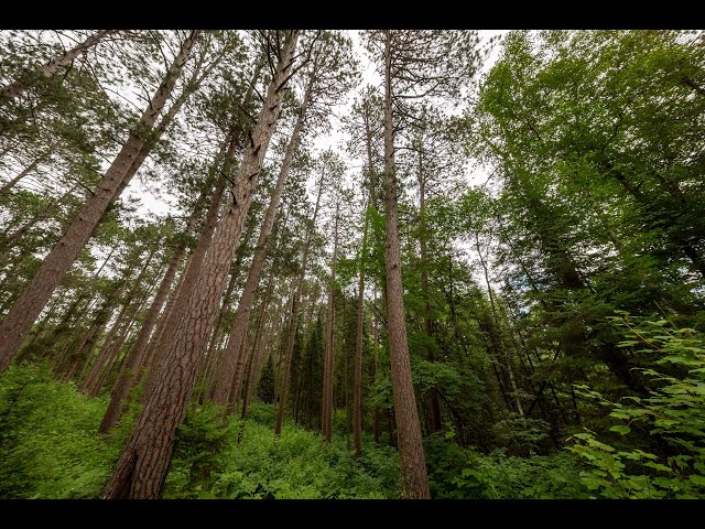 See the hidden life of Minnesota's state tree | VR 360 video