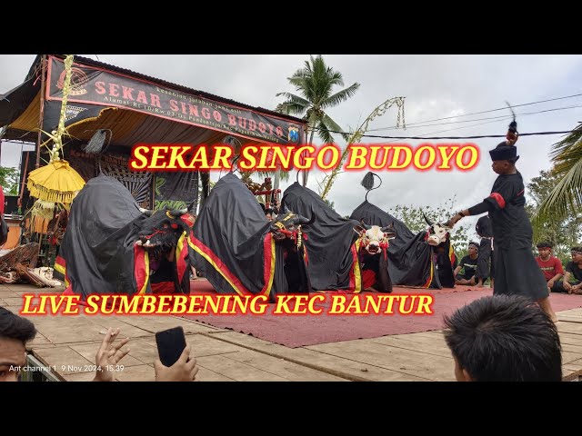 #Live bantengan sekar singo budoyo lok sumber bening bantur malang