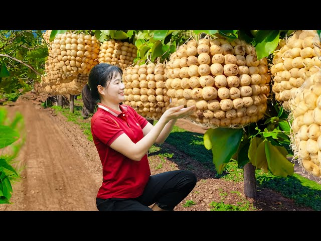 BRAKING: Harvesting Lotus Fruit Bunch - How to stew lotus fruit with snake bones Goes To Sell